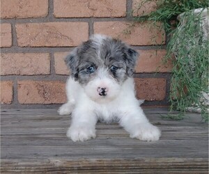 Labradoodle-Poodle (Miniature) Mix Puppy for sale in FREDERICKSBG, OH, USA