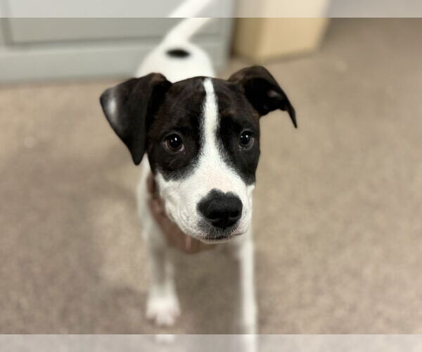 Medium Photo #3 Parson Russell Terrier-Unknown Mix Puppy For Sale in Sanford, FL, USA