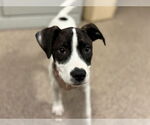 Small #2 Parson Russell Terrier Mix