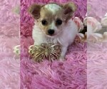 Small #17 Chihuahua