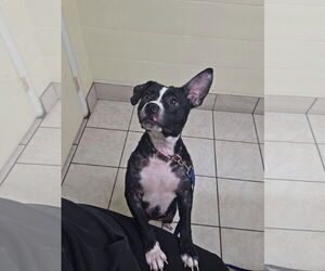 Boston Terrier-Unknown Mix Dogs for adoption in  Gainesville, FL, USA