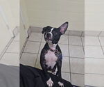 Small Boston Terrier Mix