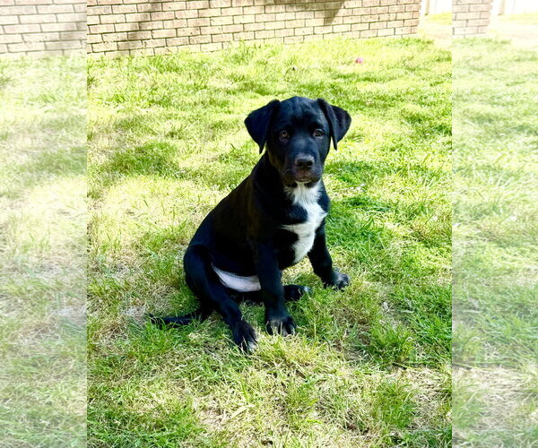 Medium Photo #2 Mastador Puppy For Sale in Texarkana, TX, USA