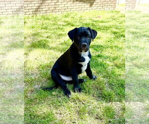 Dublin - Male Mastador Dog for Adoption - Photo #2