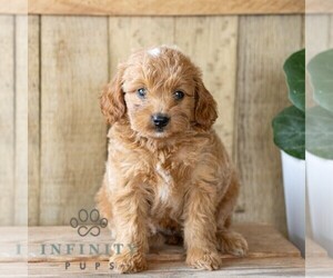 Goldendoodle (Miniature) Puppy for sale in NARVON, PA, USA