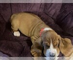 Puppy Red Collar Basset Hound