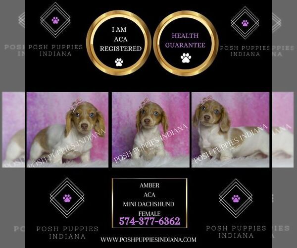 Medium Photo #2 Dachshund Puppy For Sale in WARSAW, IN, USA