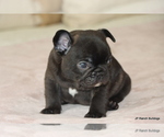 Small #8 French Bulldog