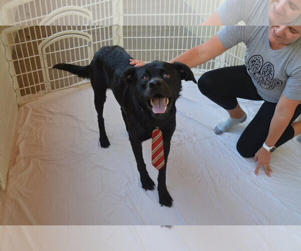 Medium Photo #2 Labrador Retriever-Unknown Mix Puppy For Sale in McKinney, TX, USA