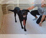 Small #1 Labrador Retriever Mix