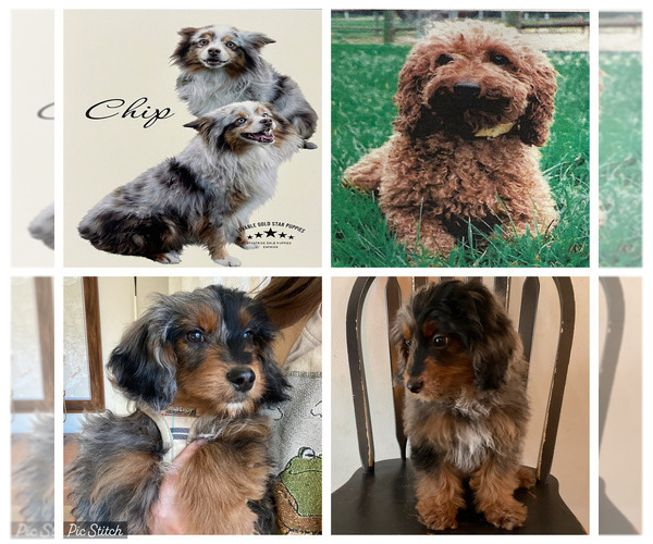 Medium Photo #3 Aussiedoodle Miniature  Puppy For Sale in ACWORTH, GA, USA