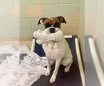 Small Boxer