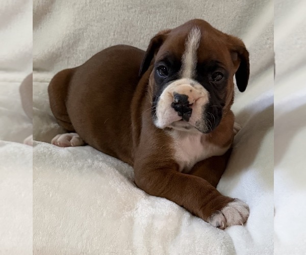 Medium Photo #18 Boxer Puppy For Sale in ALLEGHENY, PA, USA