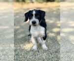Small #4 Dachshund Mix