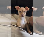 Small Miniature Pinscher