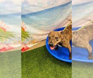 American Pit Bull Terrier-Unknown Mix Dogs for adoption in Globe, AZ, USA