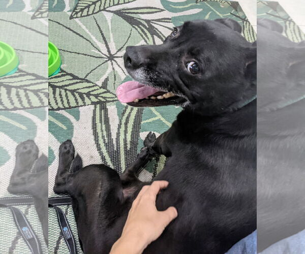 Medium Photo #18 Labrador Retriever-Unknown Mix Puppy For Sale in Pompano Beach , FL, USA