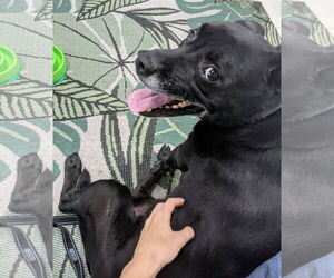 Sadie - Female Labrador Retriever-Unknown Mix Dog for Adoption - Photo #18