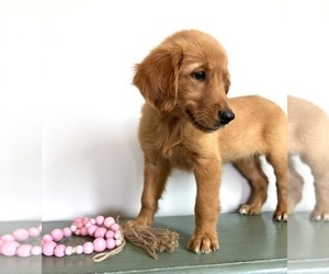 Golden Retriever Puppy for sale in INDIANAPOLIS, IN, USA
