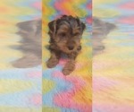 Small Photo #28 Yorkshire Terrier Puppy For Sale in AKRON, OH, USA