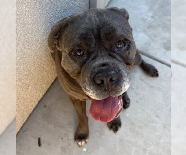 Medium Photo #1 Mastiff Puppy For Sale in Tracy, CA, USA