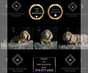 Dachshund Puppy for sale in WARSAW, IN, USA