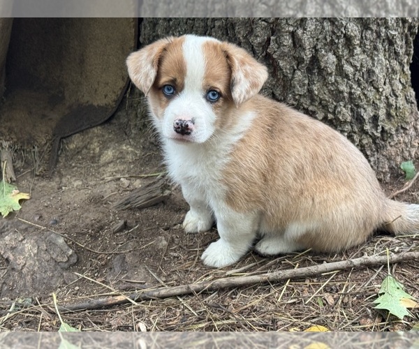 Medium Photo #3 Aussie-Corgi Puppy For Sale in ESPERANCE, NY, USA