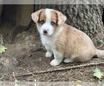 Bramble - Male Aussie-Corgi Puppy for Sale - Photo #3