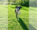 Small Photo #2 Feist Terrier-Unknown Mix Puppy For Sale in Springdale, PA, USA