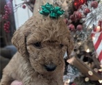 Puppy HOLLY Goldendoodle-Poodle (Standard) Mix