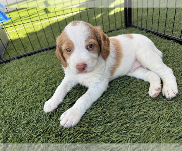 Medium Photo #3 Brittany Puppy For Sale in MORENO VALLEY, CA, USA