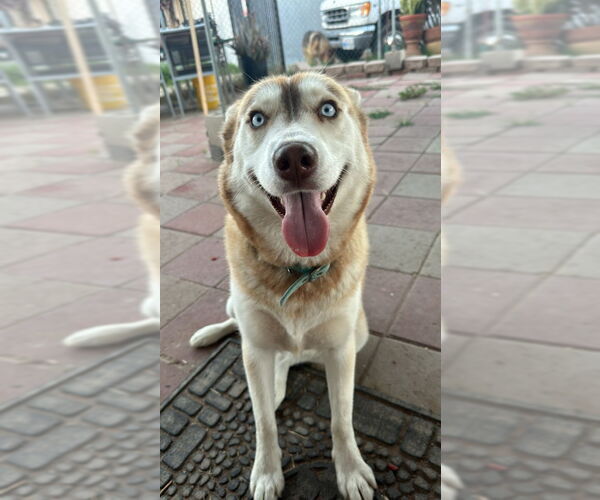 Medium Photo #3 Siberian Husky Puppy For Sale in San Diego, CA, USA