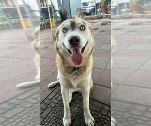 Luna - Female Siberian Husky Dog for Adoption - Photo #3