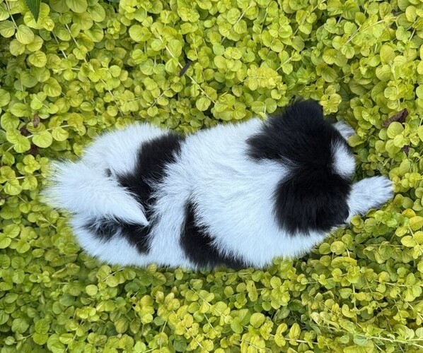 Medium Photo #3 Pomeranian Puppy For Sale in CURTISS, WI, USA