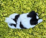 Small #2 Pomeranian