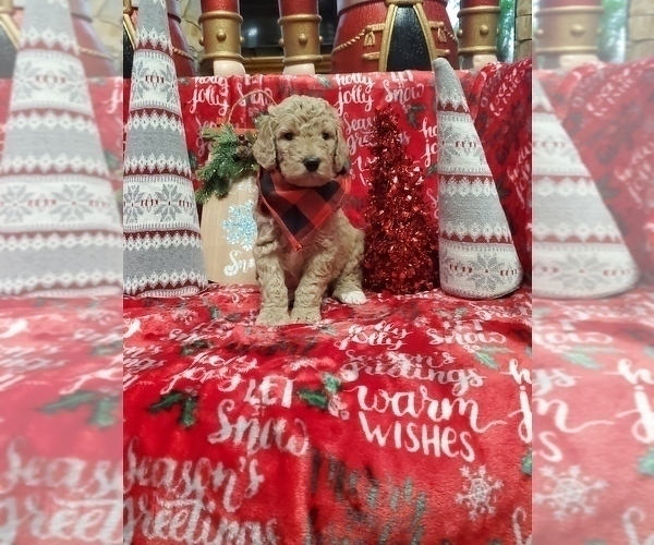 Medium Photo #5 Poodle (Standard) Puppy For Sale in LUTZ, FL, USA