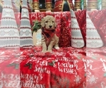 Small Photo #5 Poodle (Standard) Puppy For Sale in LUTZ, FL, USA