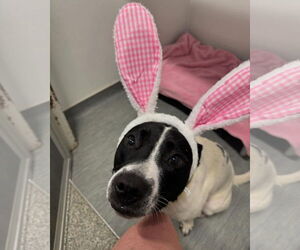 Border Collie-Unknown Mix Dogs for adoption in Alexander, AR, USA