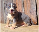 Small Photo #9 American Bully Puppy For Sale in PHOENIX, AZ, USA