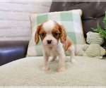 Small #10 Cavalier King Charles Spaniel