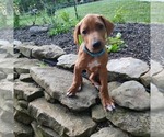 Puppy Big Blue Rhodesian Ridgeback