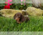 Small #2 Dachshund