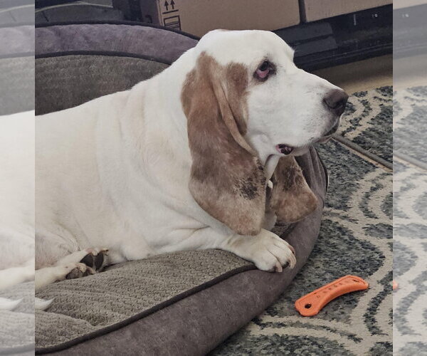Medium Photo #1 Basset Hound Puppy For Sale in Petaluma, CA, USA