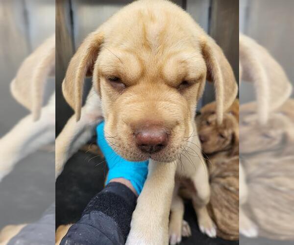 Medium Photo #1 Mutt Puppy For Sale in San Antonio, TX, USA