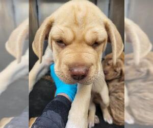 Mutt Dogs for adoption in San Antonio, TX, USA