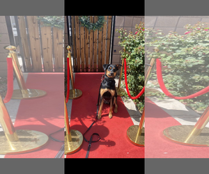 CRICKET #4 - Male Mutt Dog for Adoption - Photo #2