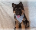 Puppy Eden German Shepherd Dog