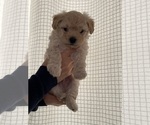 Small Maltipoo