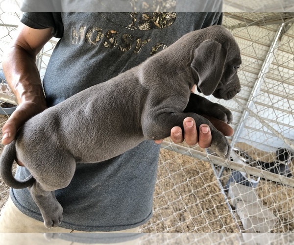 Medium Photo #2 Great Dane Puppy For Sale in DEVINE, TX, USA