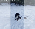 Small Photo #1 Bernedoodle Puppy For Sale in CALHAN, CO, USA